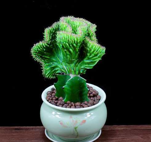 请问玉麒麟植物怎么养 玉麒麟多肉植物怎么养