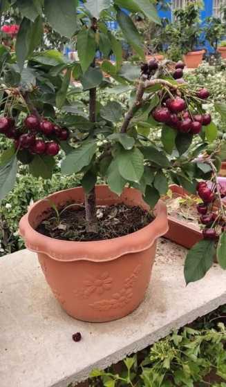 看樱桃盆栽什么季节种 樱桃怎么种盆栽