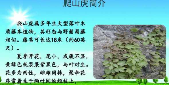 爬山虎为什么不能生长 我种的爬山虎为何不能在水泥墙面上爬