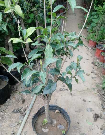 桂花为什么嫁接了值钱 四季桂花原生的好还是嫁接的好