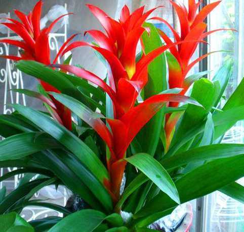 鸿运当头是什么植物啊 鸿运当头是喜阴植物还是喜阳植物