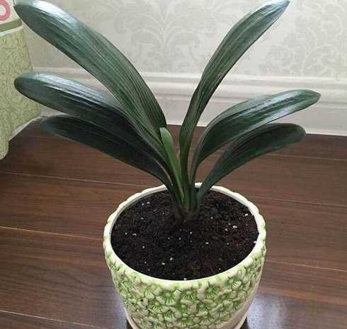 君子兰不换盆会怎么样 君子兰每年都要翻盆换盆吗