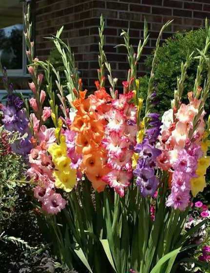 剑兰与什么花搭配好看 剑兰花语是什么 剑兰花搭配及寓意