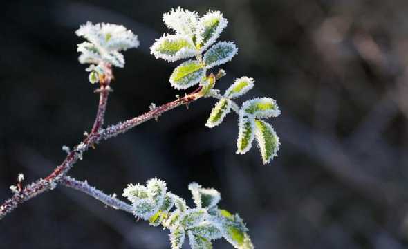 叶子似有白霜是什么花 月季花叶子有的上面长了白霜一样的东西,怎么回事呀