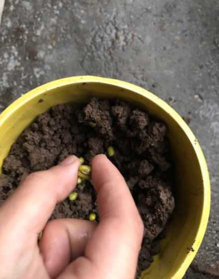绿豆怎么在盆栽里种植 盆栽绿豆种植方法如下 盆栽绿豆种植方法有哪些