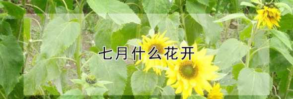 花几月开花由什么决定 十二个月各开的什么花各是几月开