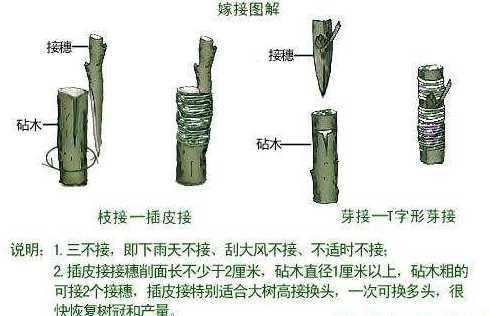 枇杷树嫁接怎么样取枝 枇杷树怎样嫁接