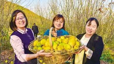 南阳什么地方收购木瓜 河南周口适宜种植什么药材