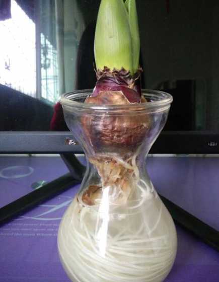 风信子的根烂了怎么办 风信子根部发黄有的烂根了!怎么办叶子发蔫