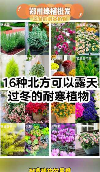 冬天露天植物怎么保暖 开花植物如何过冬