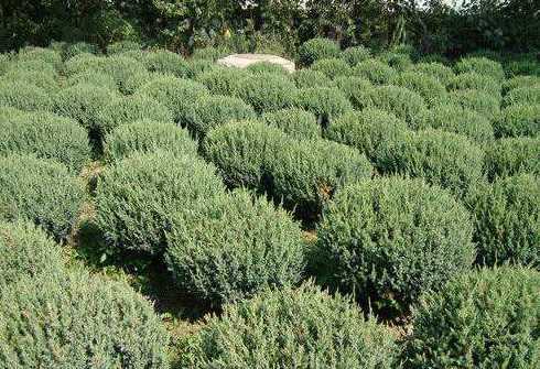 龙柏和圆柏有什么不同 龙柏 圆柏 侧柏的区别