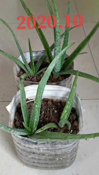 芦荟的生长特征是什么 芦荟的特征简单介绍