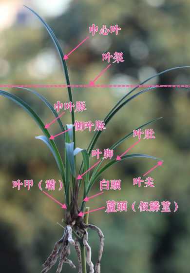 怎么样分别兰花的叶子 兰花 一苗一般指几片叶子怎样算一苗