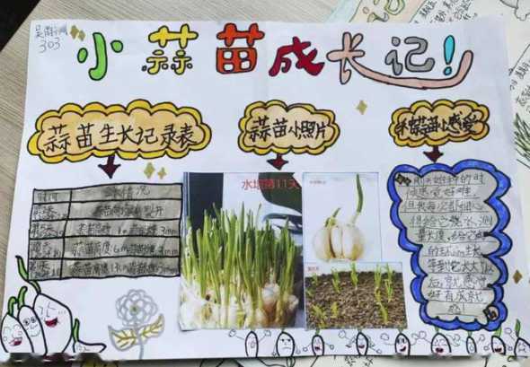 大蒜苗是什么季节收获 山东大蒜什么季节收获