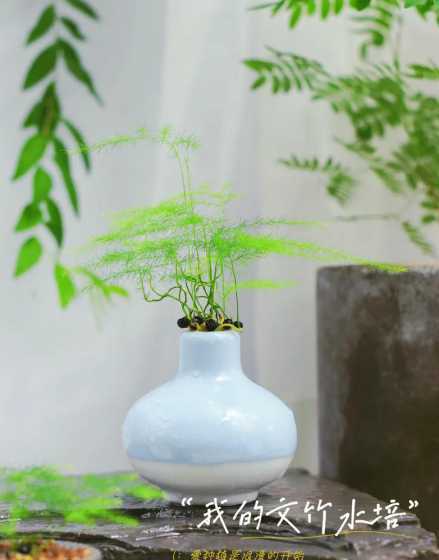 文竹水培配什么盆好看 文竹怎样水培最好