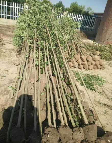 三公分女贞多少钱一棵 一棵杨树植多少钱