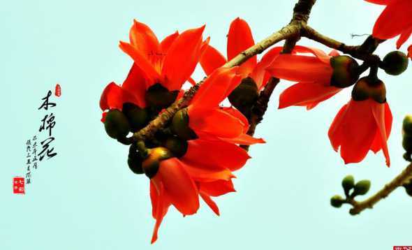 木棉象征着意义是什么 木棉花代表什么象征意义