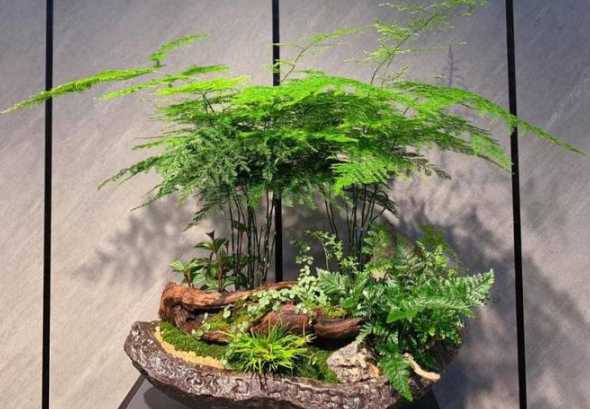 文竹什么季节分株移栽 文竹几月份可以分株,文竹分株时注意什么(分株前浇透水)