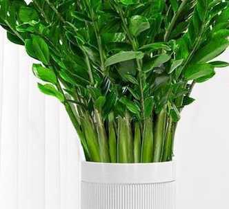 生活中什么植物好养活 十大养不死的盆栽植物有哪些(最好养活的室内绿植排名)