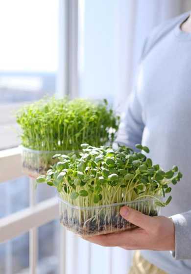 水培物质用什么做养分 水培植物用什么营养液