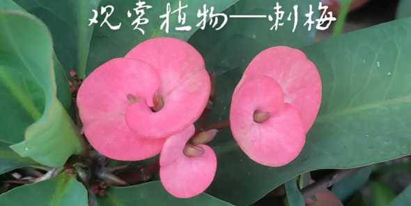 刺梅为什么不能在家养 家里养刺梅花好不好为什么有人说家里养带刺的花说不好