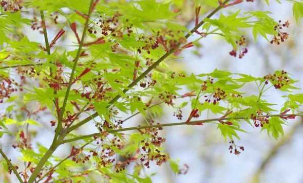 什么是这个季节的植物 这季节开什么花