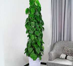 青苹果植物有什么作用 青苹果植物的寓意和象征 青苹果花的寓意和象征