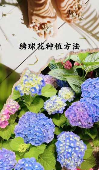 绣球花养殖要什么土壤 绣球花喜欢什么土壤