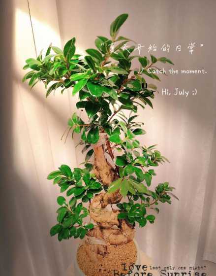 榕树的文化寓意是什么 榕树的花语和文化寓意