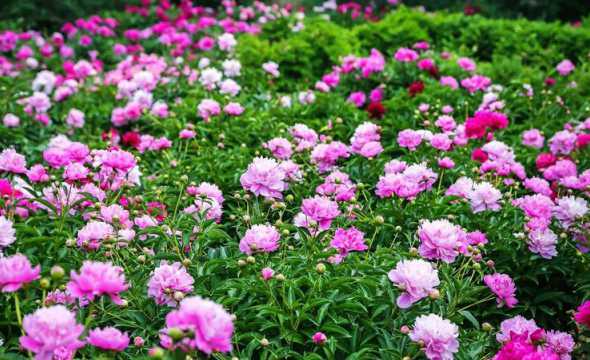山西适合种植什么花卉 太原适合养什么花
