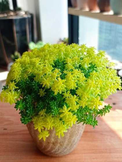 多肉植物黄金草怎么养 黄金草怎么养才爆盆,黄金草养护技巧有哪些