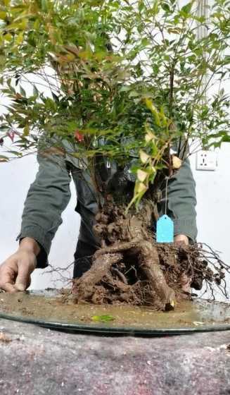 树桩盆景的根怎么变粗 想要让盆景枝条快速增粗,该怎么做呢