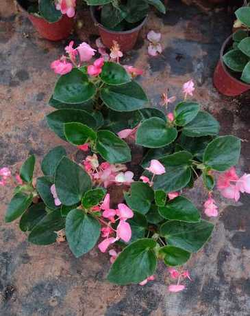 秋天适合种什么盆栽花 秋季户外适合种什么花