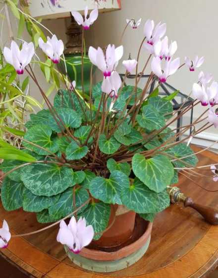 仙客来花秋天怎么养护 仙客来秋天如何养护