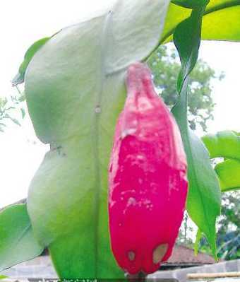 昙花的果实叫什么名字 昙花果实能吃吗