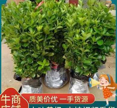 移植黄杨球多久能成活 黄杨球如何修剪成盆景