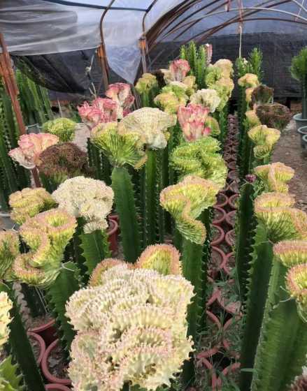 多肉植物麒麟怎么繁殖 多肉麒麟的养殖方法和注意事项有哪些