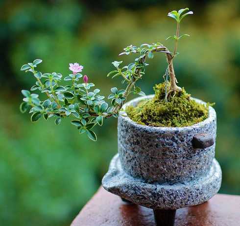 矮花盆种什么植物好看 适合在细长花盆里养的植物有哪些