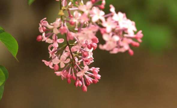 红丁香西方花语是什么 丁香花的花语是什么丁香花象征哪些