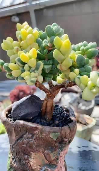 鹿角海棠的花语叫什么 鹿角海棠花语