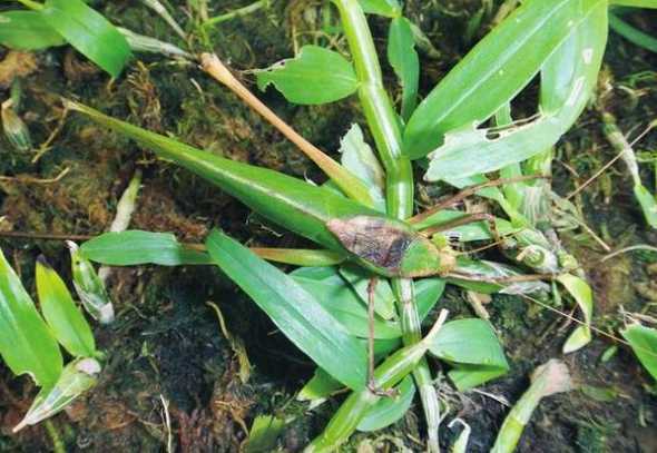 石斛里面怎么会有虫子 石斛上的黑虫,这是什么虫子