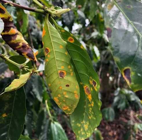 咖啡苗黄叶是什么原因 种植茄子冬季不要用反光膜,具体是什么原因呢