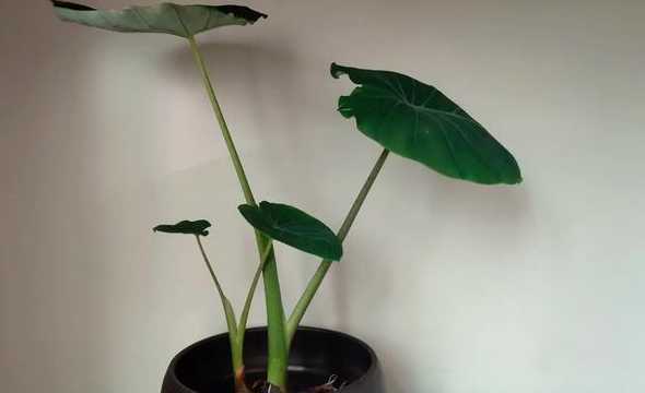 芋头阳台盆栽怎么种植 发芽的芋头怎么种盆栽