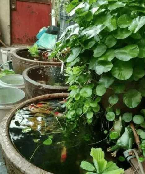 大花缸种什么植物好看 花园的围墙种什么植物好