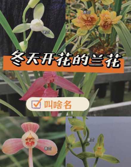 兰花每年什么时间开花 兰花是什么季节开的(有关兰花的开花时间)
