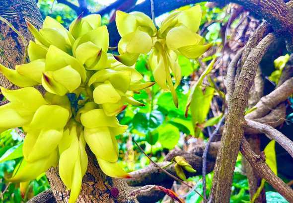 禾雀花是属于什么植物 鸡血藤是禾雀花,有什么区别