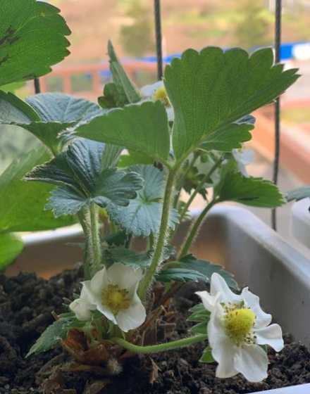 盆栽草莓烂根怎么处理 盆栽草莓的种植方法有哪些