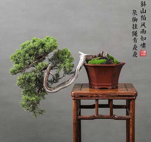 柏松盆景什么时候浇水 柏松盆景养护方法 柏松盆景如何养护