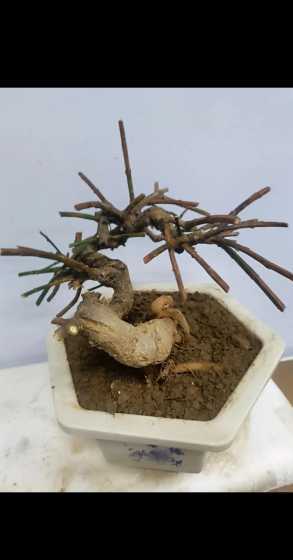 迎春的树桩是什么植物 迎春花什么时候换盆