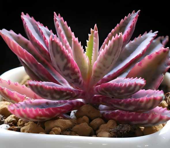 什么植物是可以缠住鸟 ...鸟才能消化它坚硬的种皮,请问这是什么植物,这是什么鸟